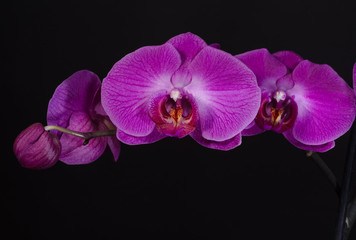 Fototapeta na wymiar Branch with pink flowers Orchid on a black background