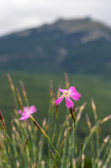 pink flowers with mountains in the background in spring