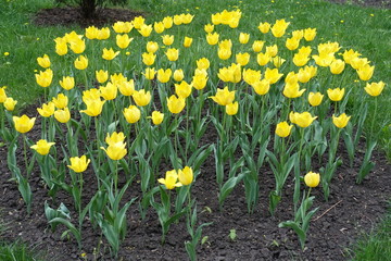 Yellow flowers of tulips in green grass in spring