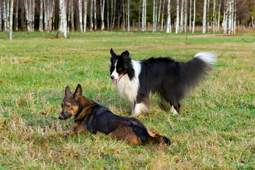 Border collie. Harmonious relationship with the dog: education and training. Dogs play with each other. Correction of aggressive behavior. Walking outdoors in the autumn.