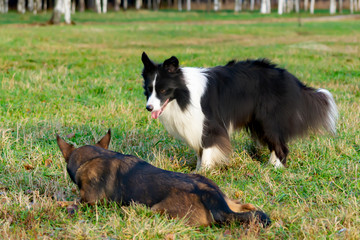 Border collie. Harmonious relationship with the dog: education and training. Dogs play with each other. Correction of aggressive behavior. Walking outdoors in the autumn.