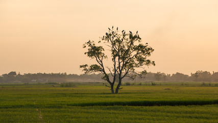 Obraz premium Flock of birds flying in the middle of the sunset