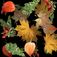 Beautiful autumn background of rosehip berries, physalis, maple and oak leaves 