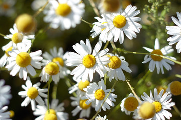 many blooming daisies in the meadow, illuminated by the sun