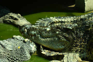 Krokodile auf einer Krokodilfarm in Thailand