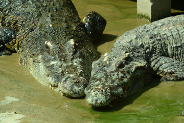 Krokodile auf einer Krokodilfarm in Thailand