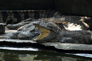 Krokodile auf einer Krokodilfarm in Thailand