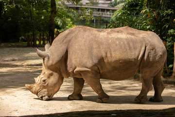 Naklejka premium White rhino or square-lipped rhinoceros, Ceratotherium simum. Big male
