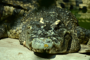 Krokodile auf einer Krokodilfarm in Thailand