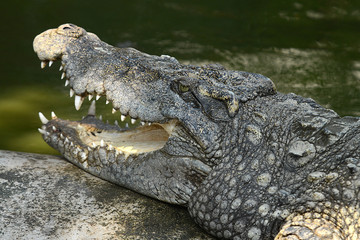 Krokodile auf einer Krokodilfarm in Thailand