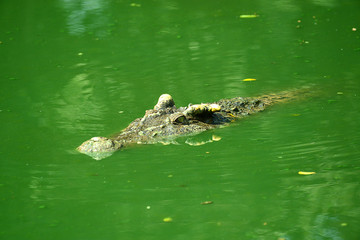 Krokodile auf einer Krokodilfarm in Thailand