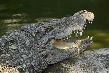 Obraz premium Krokodile auf einer Krokodilfarm in Thailand