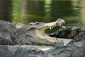 Krokodile auf einer Krokodilfarm in Thailand