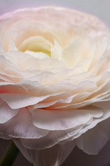 Pink flowers on white background. Close up view. Ranunkulus flower