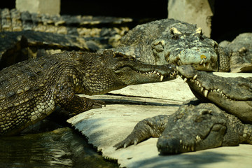 Krokodile auf einer Krokodilfarm in Thailand