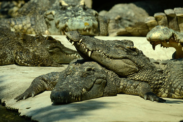 Krokodile auf einer Krokodilfarm in Thailand