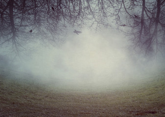 Fototapeta na wymiar Creepy trees in the fog