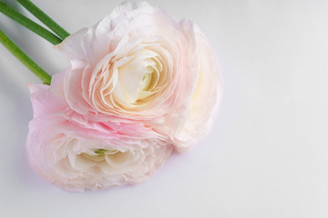 Pink flowers on white background with copy space. Flat lay ranunkulus flower mockup