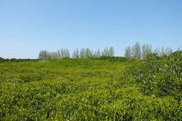  Nature Preserve and Forest