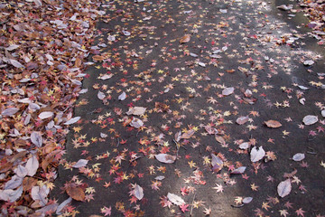 モミジの落ち葉の小道