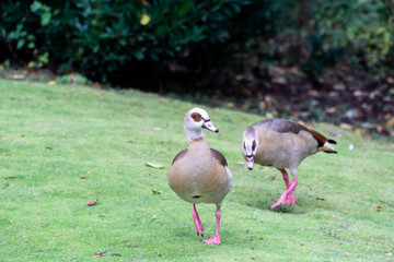 Geese on grass field