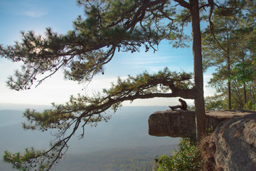  The landscape on the top of the mountain has pine trees and rocky cliffs. See beautiful scenery in Thailand.