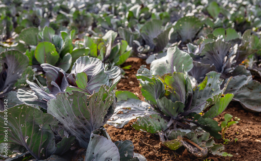 Poster Young red cabbage plants with damaged leaves in the sunlight from close