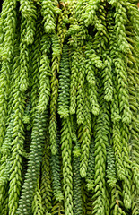 green fern leaves