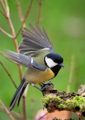 Obraz premium mejser fugle