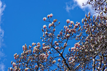 Magnolienblüten im Frühling