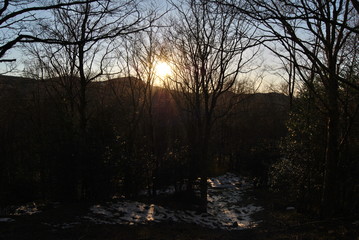 Passeggiando per il bosco