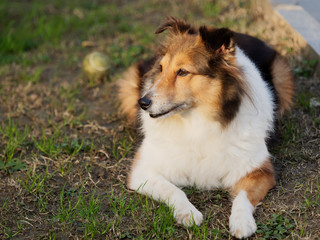 Dog, Shetland sheepdog, collie, friendly dog looking away with happy and faithful expression.