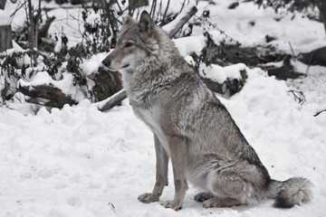 Gray wolf on winter white snow