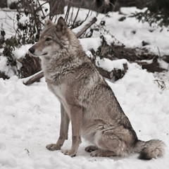 Gray wolf on winter white snow