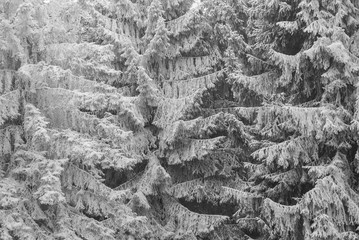 Mountain coniferous forest in the snow. Bieszczady. Poland