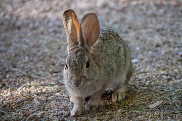 Rabbit with Transparent Ears