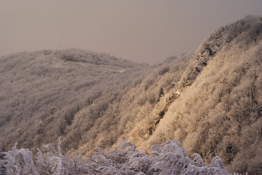 Snow-covered forest in the mountains at sunset. Rabia Skala Mountain. Bieszczady. Poland