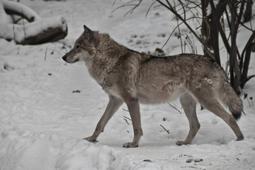 Fototapeta na wymiar Gray wolf on winter white snow