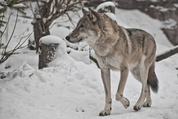 Gray wolf on winter white snow