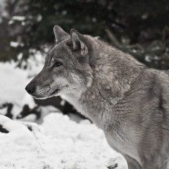 Gray wolf on winter white snow