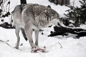 Obraz premium Gray wolf on white snow with a piece of meat. the beast is cautious