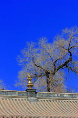 Fototapeta premium ridge and dead trees in a temple