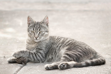 striped European cat lying on on the sidewalk