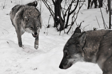 Angry wolf snarling runs to her stupid husband wolf, family scandal,