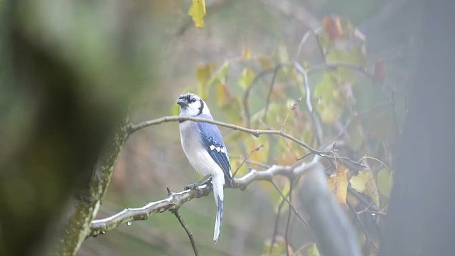 One wet blue jay Cyanocitta cristata, bird perched on tree branch during autumn rain in Virginia, raining, flying jumping down away 