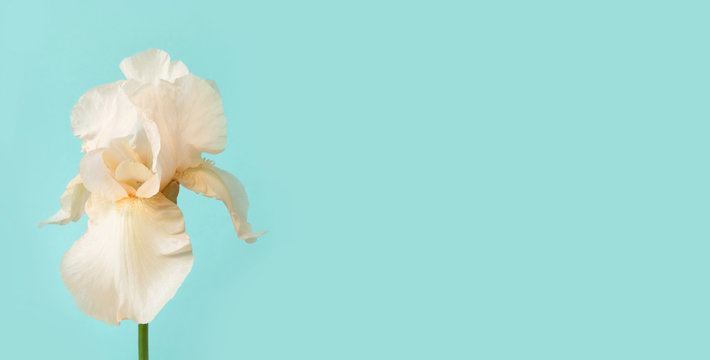 Fototapeta White iris on pastel blue. Space for text.