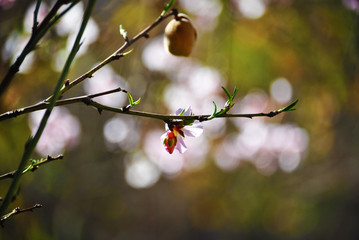 Amande de floraison dans Tafraout, Maroc 5