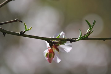 Amande de floraison dans Tafraout, Maroc 4