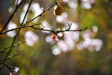 Amande de floraison dans Tafraout, Maroc 3