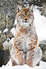 A beautiful and strong wildcat lynx sits upright and straight in the snow